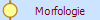 Morfologie